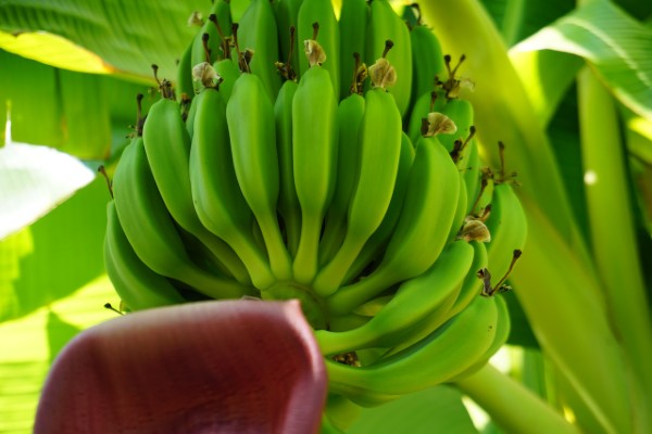 تصویر 3 از خرید و قیمت موز اکوادور سبز + فروش صادراتی